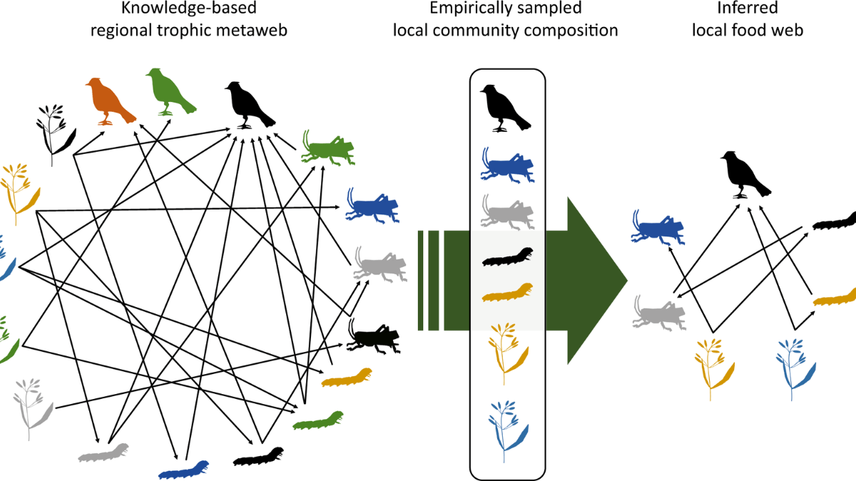 Why a Food Web Project Merits Your Time