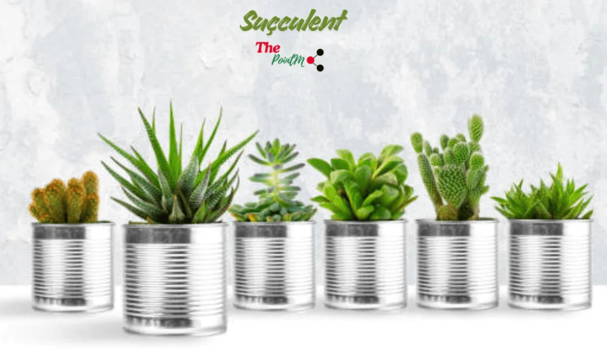 A close-up, high-detail image of a beautifully formed, compact Echeveria succulent with thick, fleshy leaves displaying pink, purple, and green hues.